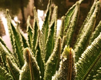 Close-up of leaves on plant