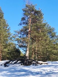 Low angle view of trees on snow field against sky