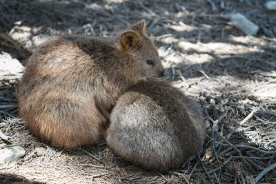 Quokka, setonix brachyurus, image was taken on rottnest island, western australia