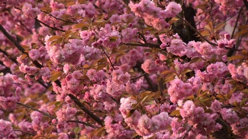 Close-up of pink cherry blossoms in spring