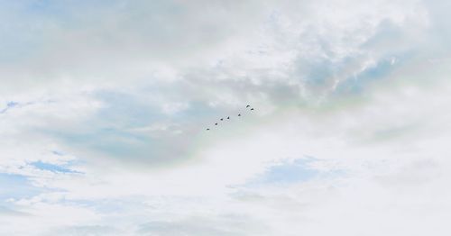 Low angle view of birds flying against sky