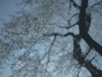 Trees in the dark