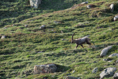 Side view of mountain goat walking on grassy field