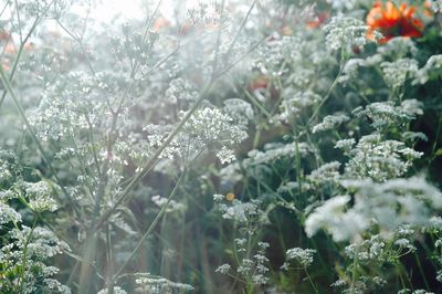 Close-up of flowering plants on field