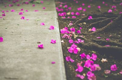 Close-up of pink flowers