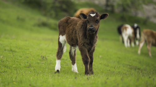 mammal
