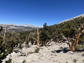 wilderness