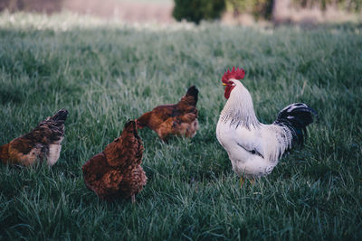 Ducks on grassy field