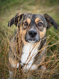 Portrait of dog on field