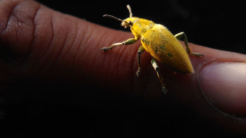 Close-up of insect on hand holding leaf