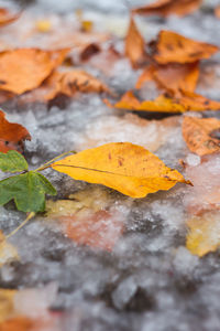 Close-up of autumn leaves