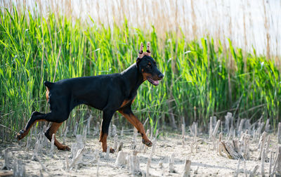 Side view of dog running on grass