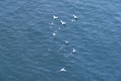 High angle view of seagulls flying over sea