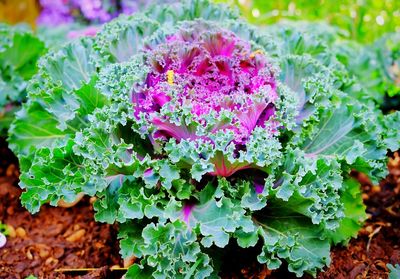 Close-up of ornamental cabbage growing on farm