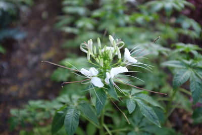 Close-up of white flowering plant