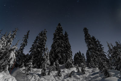 Trees on snowcapped field against sky at night