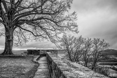 Footpath amidst bare trees against sky