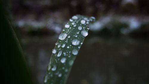 Close-up of raindrops on leaf