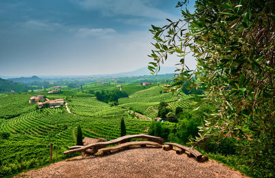 Scenic view of agricultural field against sky