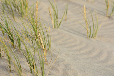 Close-up of crops on sand