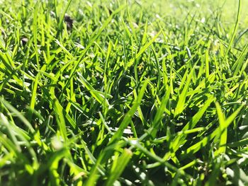 Close up of grass