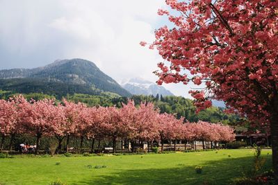 Flowering trees in the park 