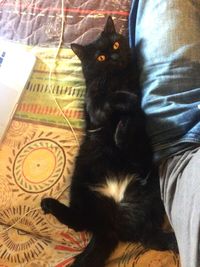 Close-up of cat