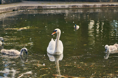 Swans swimming in lake