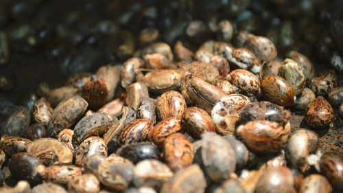 Close-up of pebbles in water