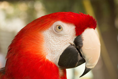 Close-up of parrot