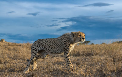 Cheetah male walking and looking for prey