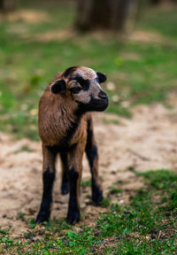 View of an animal on field