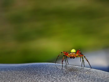 Close-up of insect