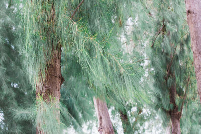 Close-up of tree trunk in forest