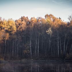 Trees by lake in forest against sky during autumn