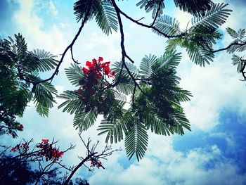 Low angle view of tree against sky