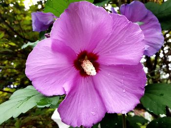 Close-up of purple flower