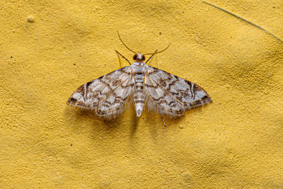 High angle view of butterfly on sand