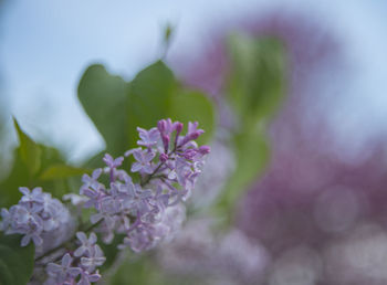 Close-up of flowers against blurred background