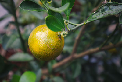 Close-up of fruit growing on tree