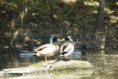 Ducks on a lake