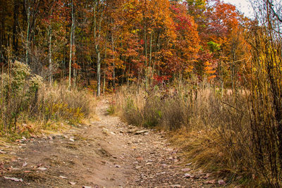 Dirt road passing through forest