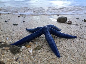 Starfish on shore at beach