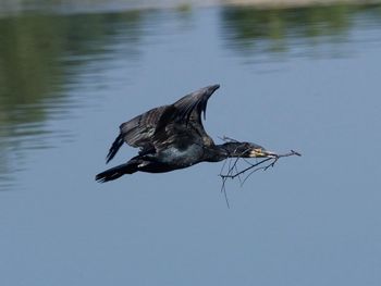 Close-up of bird flying over water