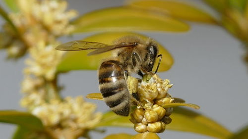 Close-up of bee pollinating on yellow flower
