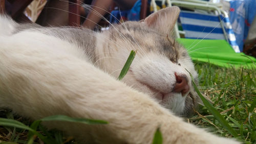 Close-up of a cat sleeping on grass