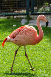 Flamingo in staubinger zoo
