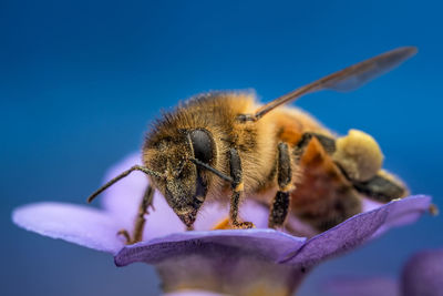 Close-up of bee on purple flower