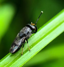 Close-up of insect on plant