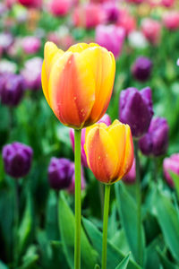 Close-up of yellow tulips blooming outdoors